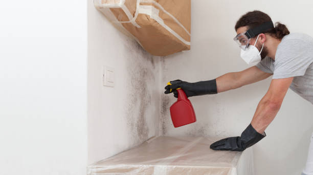 Professional Basement Mold Remediation technician working in Oakland, MD