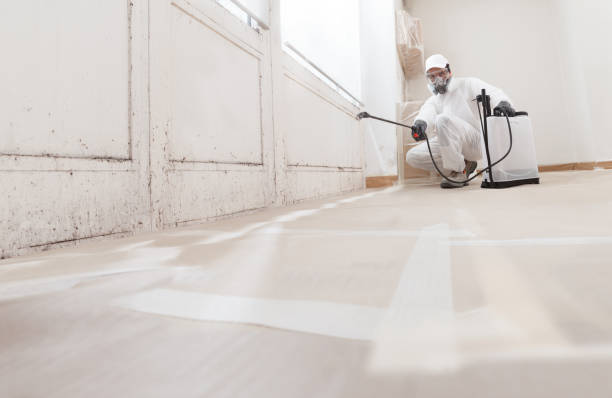 24/7 Emergency Basement Mold Remediation experts in Oakland, MD