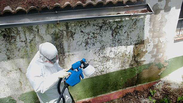 Top rated local Basement Mold Remediation specialists in Oakland, MD